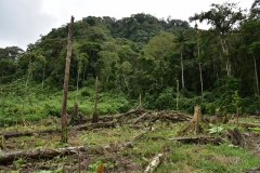 Recently clear-cut forest for cacao plantation Hoja Blanca