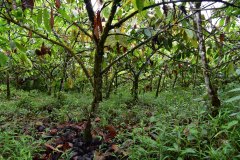 Cacao plantation Tesoro