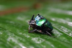 Dung Beetles