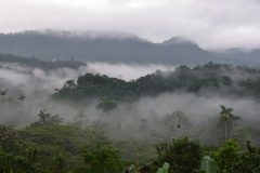 View on Canande ridge with vulture