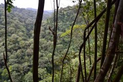 View old-growth forest Tesoro