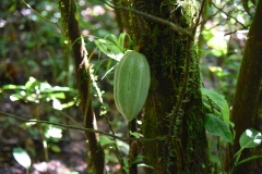 Former cacao plantation: cacao tree