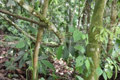 Former pasture: barbed wire