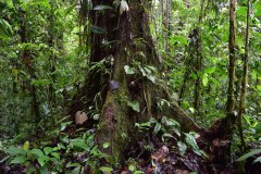 Old-growth forest tree buttress