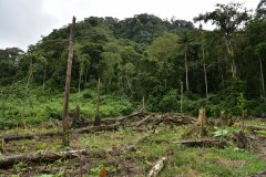 Recently clear-cut forest for cacao Hoja Blanca