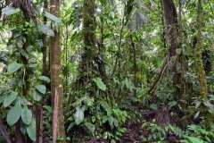 Old-growth forest