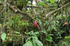 Cacao trees with epiphytes