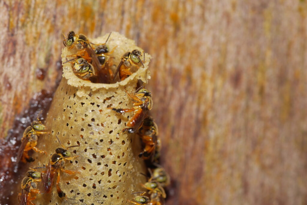 Tetragonisca angustula at nest entrance