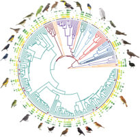 Sample coverage matters: succession of bird communities – REASSEMBLY